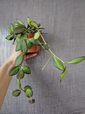 Hoya sp. aff. burtoniae variegata (DS 70)