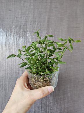 Hoya engleriana - řízek