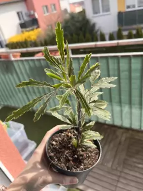 Dizygotheca elegantissima bianca