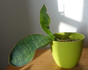 Tchynin jazyk, Sansevieria grandis