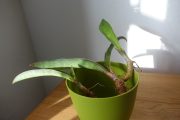 DSC01677.JPG