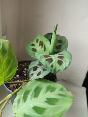 IMG_20250417_152839.jpg