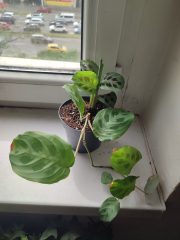 IMG_20250417_152847.jpg