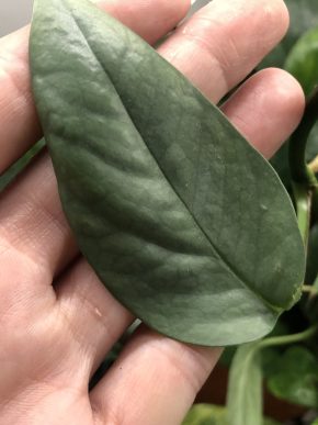 Epipremnum cebu Blue - čerstvý stonkovy řizek ( jeden list)