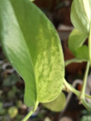 Epipremnum Marble Queen vrcholový řizek .