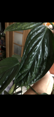 Monstera Peru- stonkovy řizek .