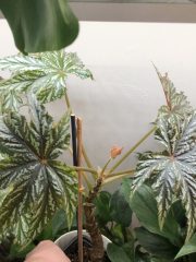 IMG_8718.jpeg