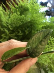 IMG_8691.jpeg