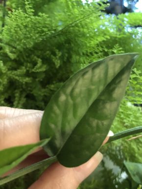Epipremnum Cebu Blue variegata  ( revert )- vrcholový řizek .