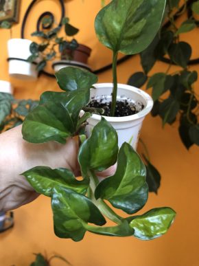 Epipremnum Global Green - rostlina .