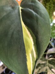 IMG_8731.jpeg
