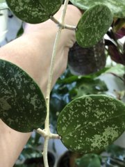 IMG_8733.jpeg