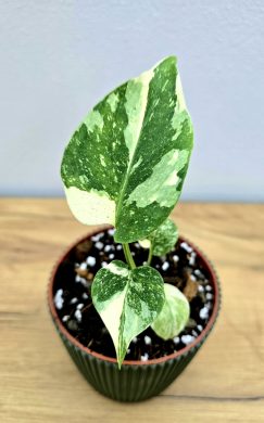 Monstera Thai Constellation