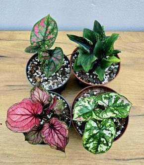 Caladium mix