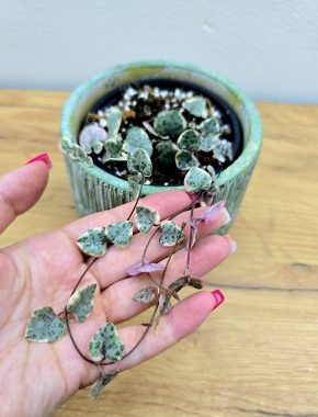 Ceropegia Woodii variegata, svicnik