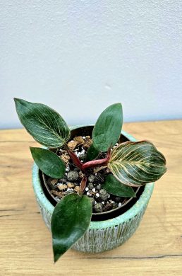 Philodendron Pink Birkin