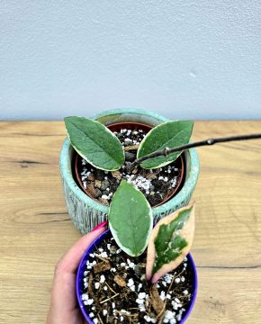 Hoya carnosa Flamingo Dream