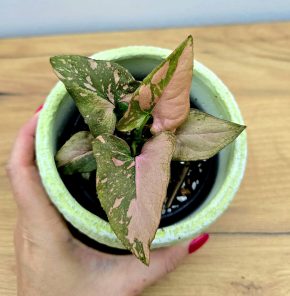 Syngonium Pink Splash