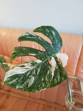Monstera Albo Variegata - čerstvý kořenící řízek