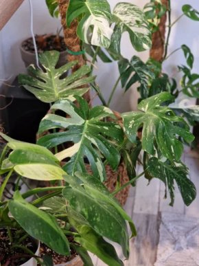 Monstera, Philodendron, Syngonium, Scindapsus a další...