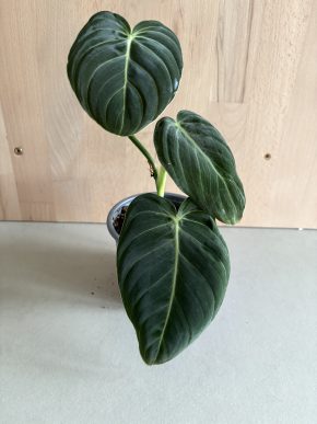 Philodendron Melanochrysum