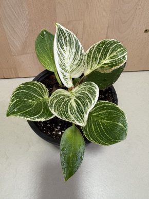 Philodendron Birkin