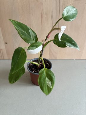 Philodendron White Princess 1