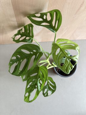 Monstera Adansonii - Monkey Mask