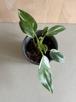 Philodendron White Princess 2