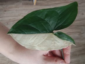 Syngonium Albo var.