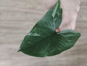 Syngonium Albo var.
