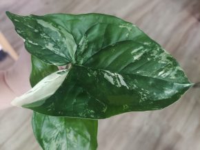 Syngonium Albo var.