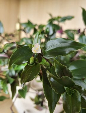 Tradescantia fluminensis,  sadička