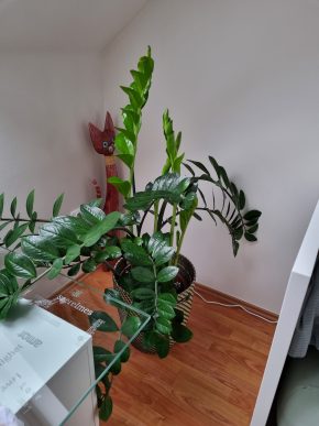 Zamioculcas zamiifolia Kopie