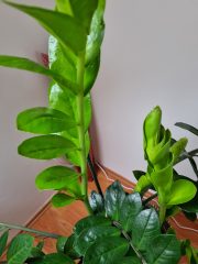 20250212_091833.jpg