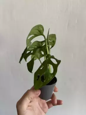 Monstera Monkey Mask