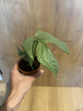 Monstera Spiderman - Amydrium Medium Silver