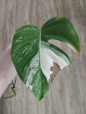 Monstera deliciosa albo variegata