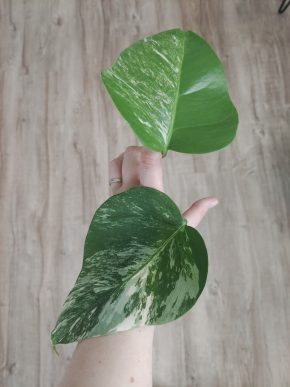 Monstera deliciosa albo variegata