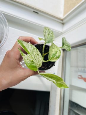 Epipremnum Pinnatum Variegata