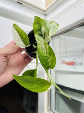Epipremnum Pinnatum Variegata