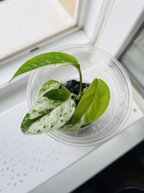 Epipremnum Pinnatum Variegata