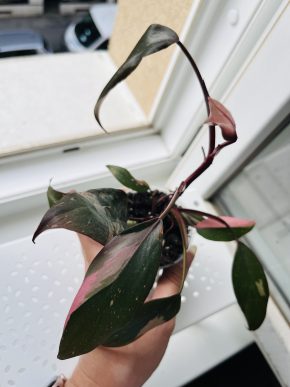 Philodendron Pink Princess