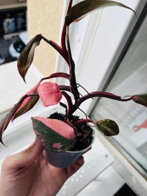 Philodendron Pink Princess