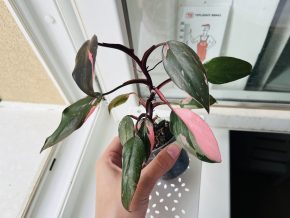 Philodendron Pink Princess