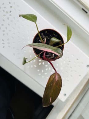 Philodendron Pink Princess