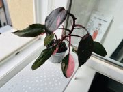 IMG_3966.jpeg