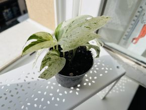 Epipremnum Pinnatum Variegata