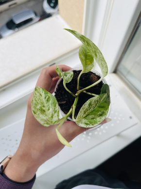 Epipremnum Pinnatum Variegata
