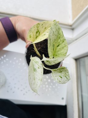 Epipremnum Marble Queen (Snow)